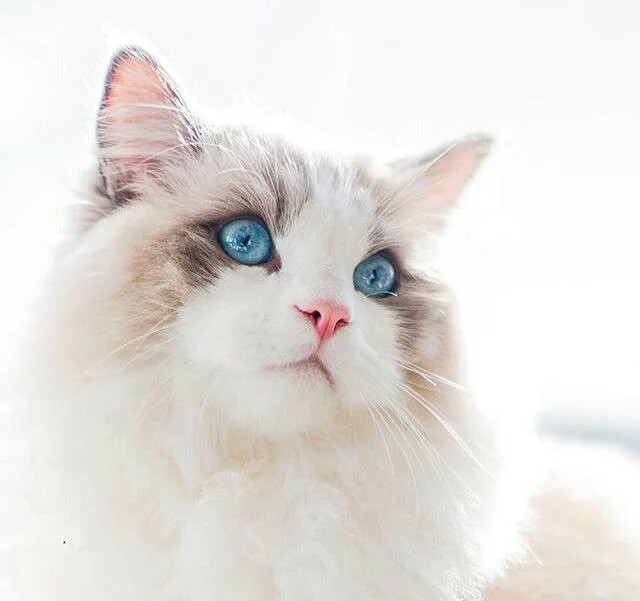 猫咪肌肉注射大腿位置的详细指南